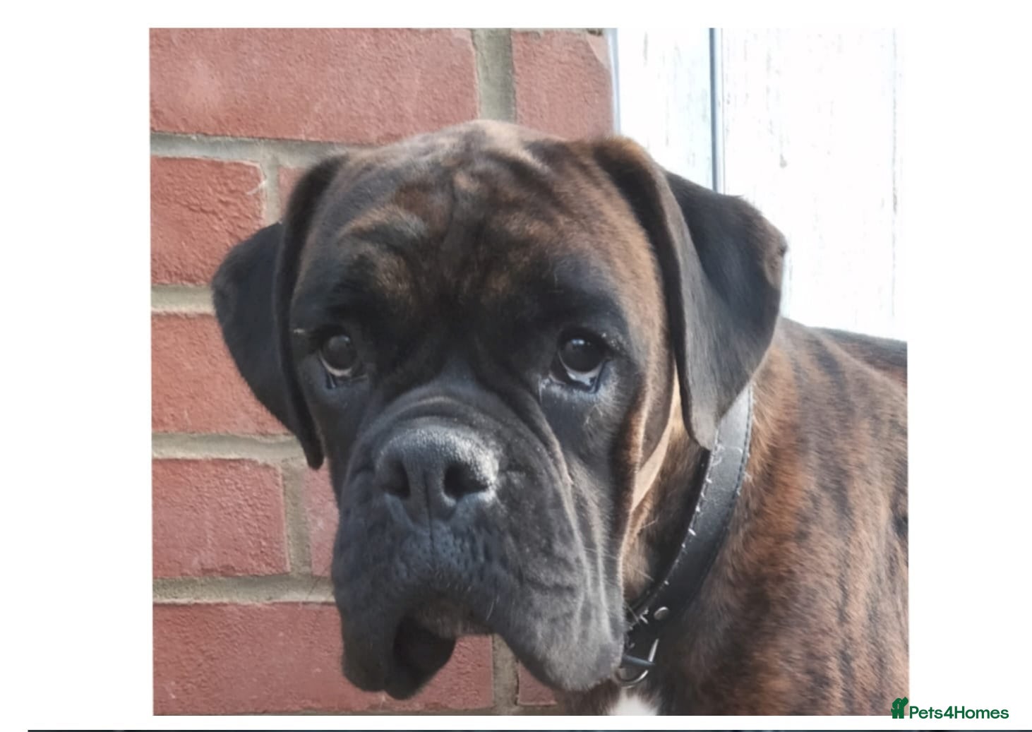 Boxer dogs Gorgeous Boxer Puppies Available... - Advert 1