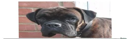 Boxer dogs for sale: Gorgeous Boxer Puppies Available... - Advert 1