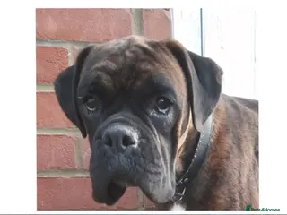 Boxer dogs Gorgeous Boxer Puppies Available... - Advert 1