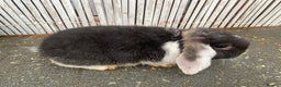 Mini Lop rabbits for sale: Mini lops - Advert 7