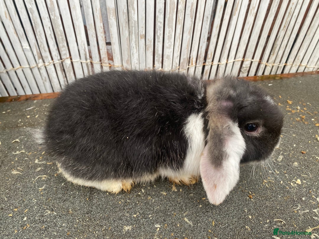 Mini Lop rabbits for sale: Mini lops - Advert 7