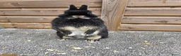 Netherland Dwarf rabbits for sale: Netherland Dwarf kits black otter, agouti vienna  - Advert 3