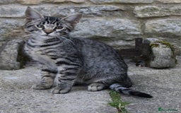 Savannah cats for sale: Stunning Savannahx Maine coons - Image 32