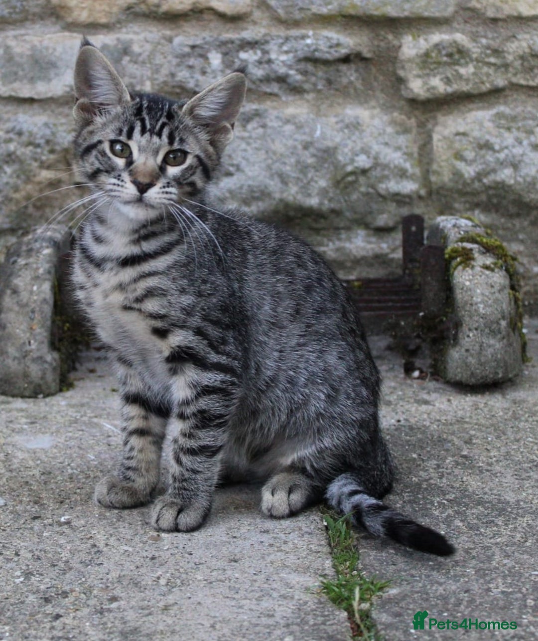 Savannah cats for sale: Stunning Savannahx Maine coons - Image 32