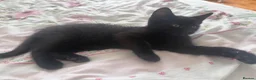 Mixed Breed cats for sale: Two adorable kittens. - Advert 7