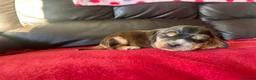 Cocker Spaniel dogs for sale: ⭐️KC Registered Show Cocker Spaniels ⭐️ in Carmarthen - Advert 12