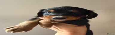 Cocker Spaniel 2