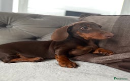 Miniature Dachshund dogs for sale: ONE TINY CHOC/TAN smooth haired male dachshund - Image 39