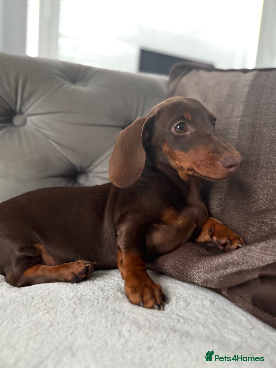 Miniature Dachshund dogs for sale: ONE TINY CHOC/TAN smooth haired male dachshund - Image 39