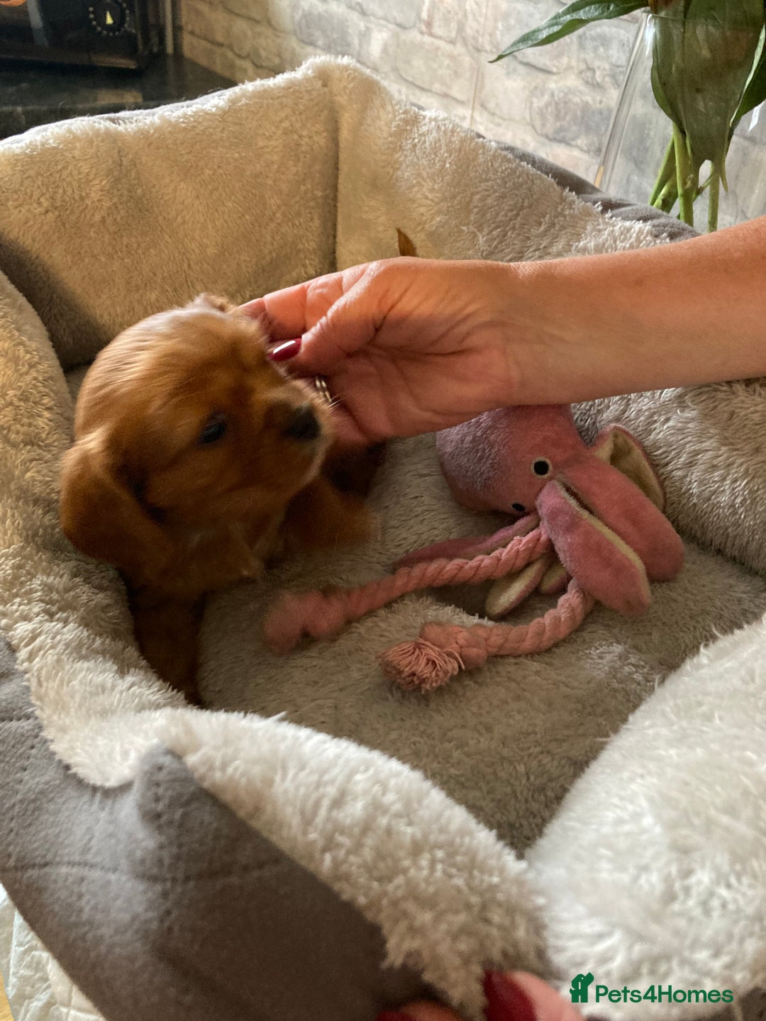 Cavalier King Charles Spaniel dogs for sale: Cavalier King Charles Spaniel Puppy 1 - Kc reg D.N.A health tested  - Image 6