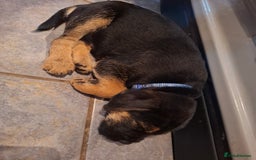 Border Terrier dogs for sale: Border Terrier KC registered 3x dogs for sale - Image 6