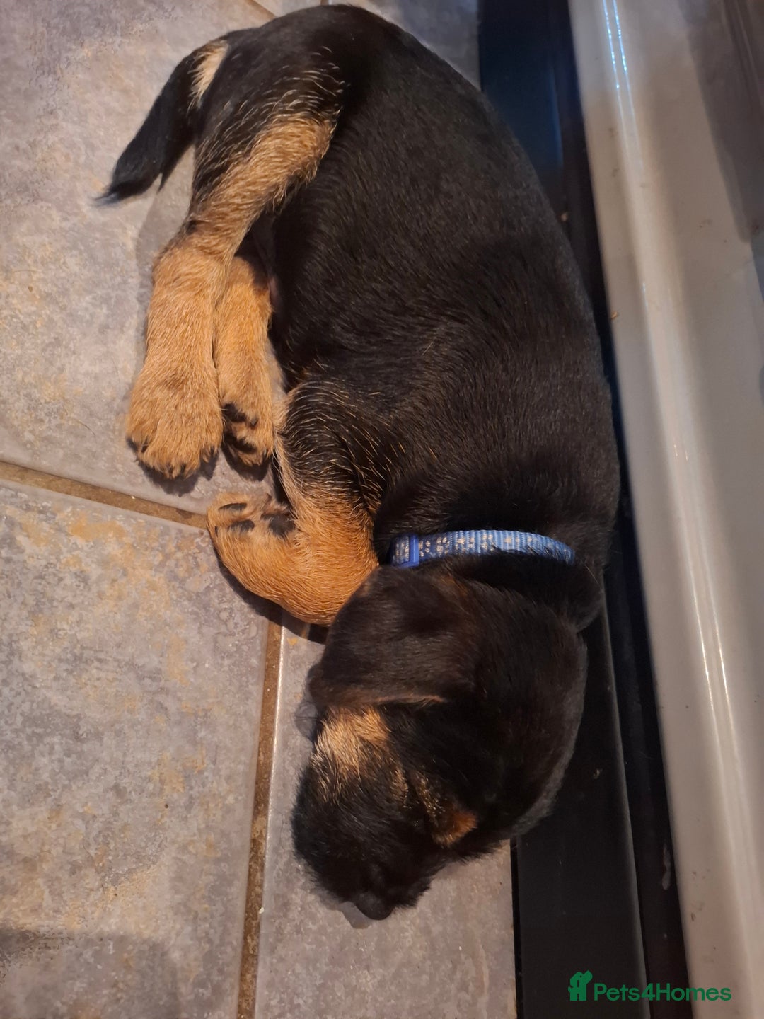 Border Terrier dogs for sale: Border Terrier KC registered 3x dogs for sale - Image 6