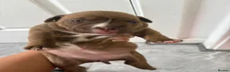 American Bully dogs for sale: **MICRO BULLY PUPPIES *** - Advert 7