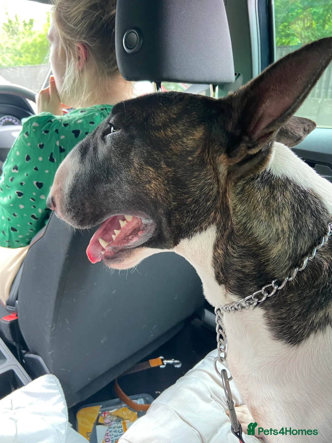 Bull Terrier dogs for stud: English bull terrier Crufts Qualifier  in Croydon - Advert 2