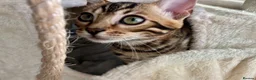 Bengal cats for sale: 🐅Gorgeous 😍One of a Kind Dream Bengal Boy!🐅 - Advert 8