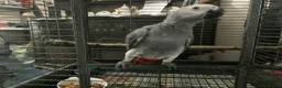 Parrots birds for sale: BABY GONGO AFRICAN GREY  - Advert 2