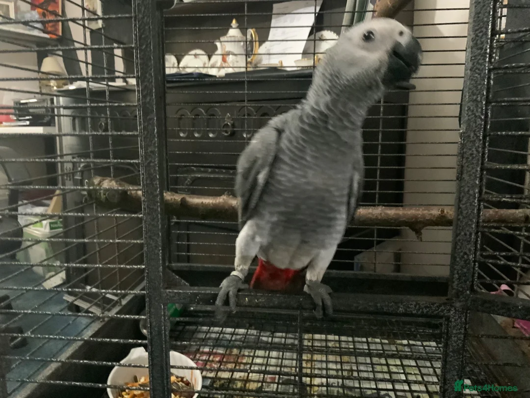 Parrots birds for sale: BABY GONGO AFRICAN GREY  - Advert 2