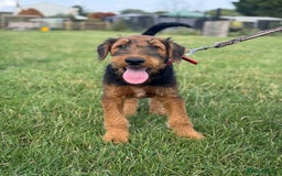 Airedale Terrier dogs for sale: Just 2 KC Registered Airedale Boys Available  in Kettering - Image 14