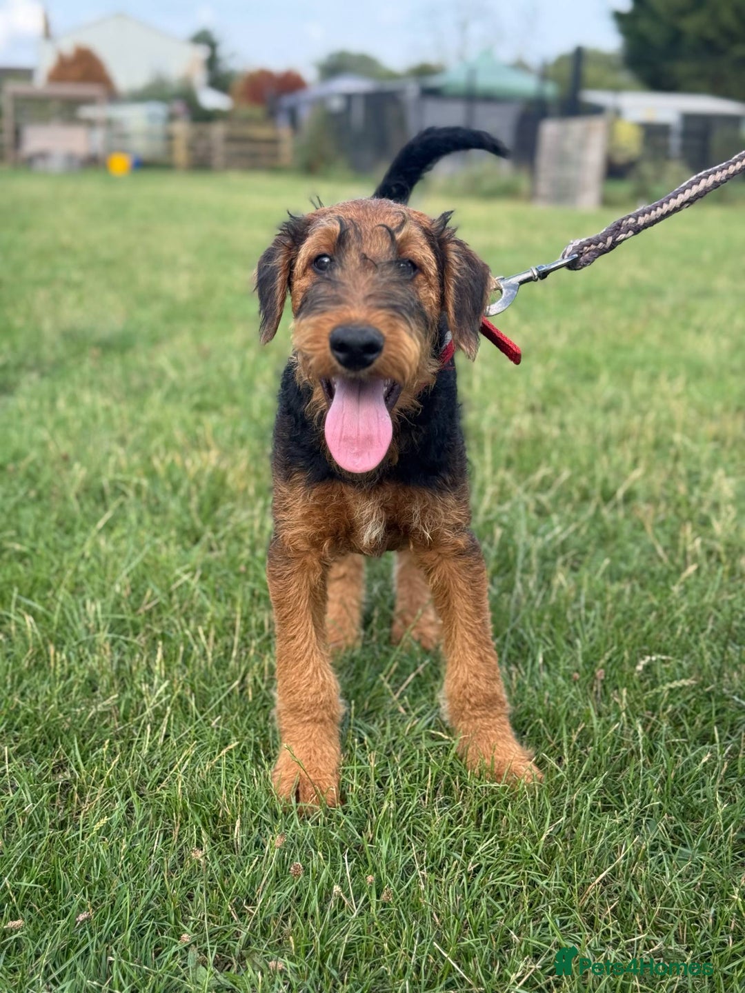 Airedale Terrier dogs for sale: Just 2 KC Registered Airedale Boys Available  in Kettering - Image 14