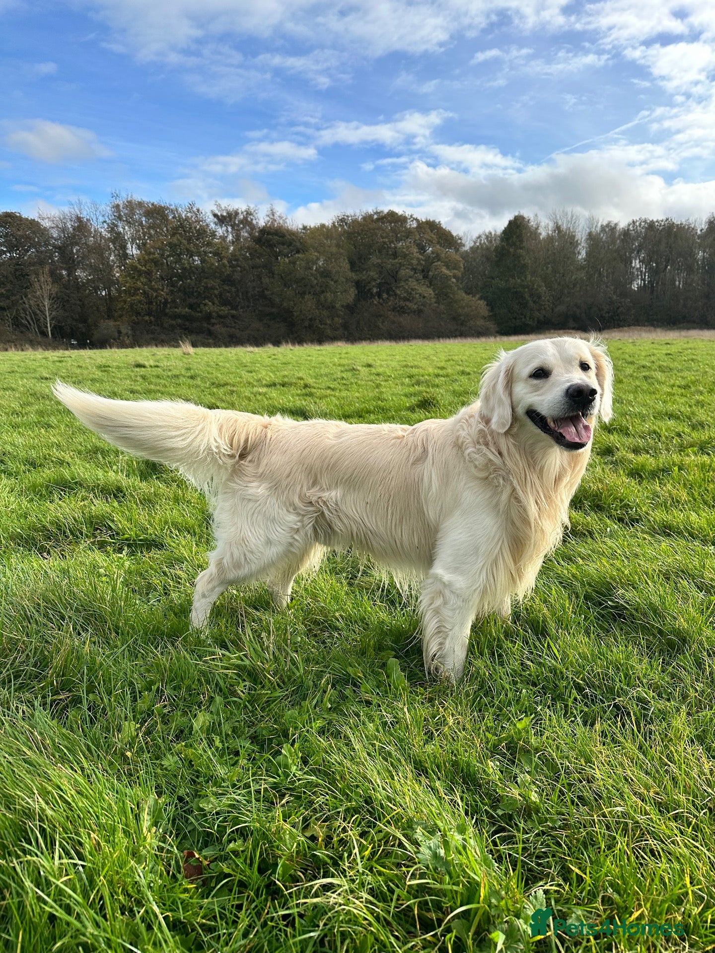 Golden Retriever dogs for stud: Theo | Proven & Health Tested Stud - Advert 2