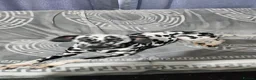 Dalmatian dogs for sale: Dalmatian needs a good home - Advert 10
