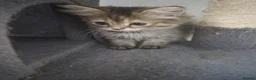 Siberian cats for sale: 7 hypoallergenic Siberian kittens  in London - Advert 21