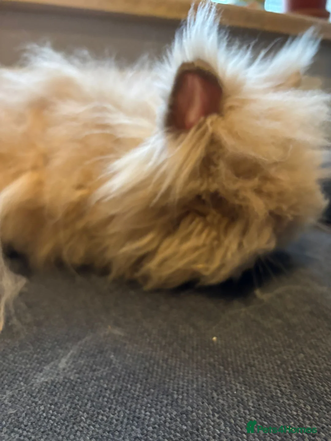 Angora rabbits for sale: True Angora Baby Rabbits  - Advert 6