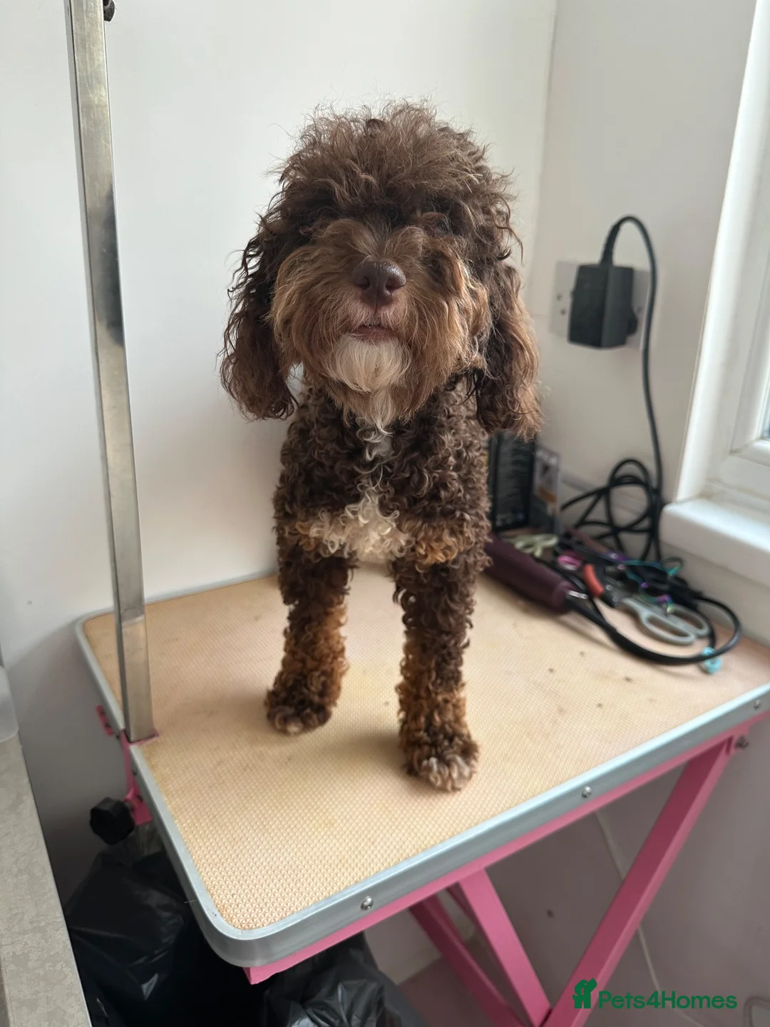 Toy Poodle dogs for sale: Toy poodle girl - Advert 2