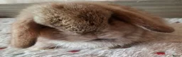 Mini Lop rabbits for sale: Various ages - Advert 19