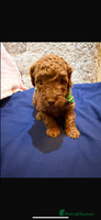 Cavapoo dogs beautiful cavapoo puppies ready to leave soon❤️ - Advert 15