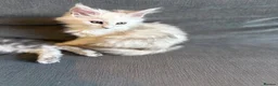 Maine Coon cats for sale: Moonshade Ivory  - Advert 6