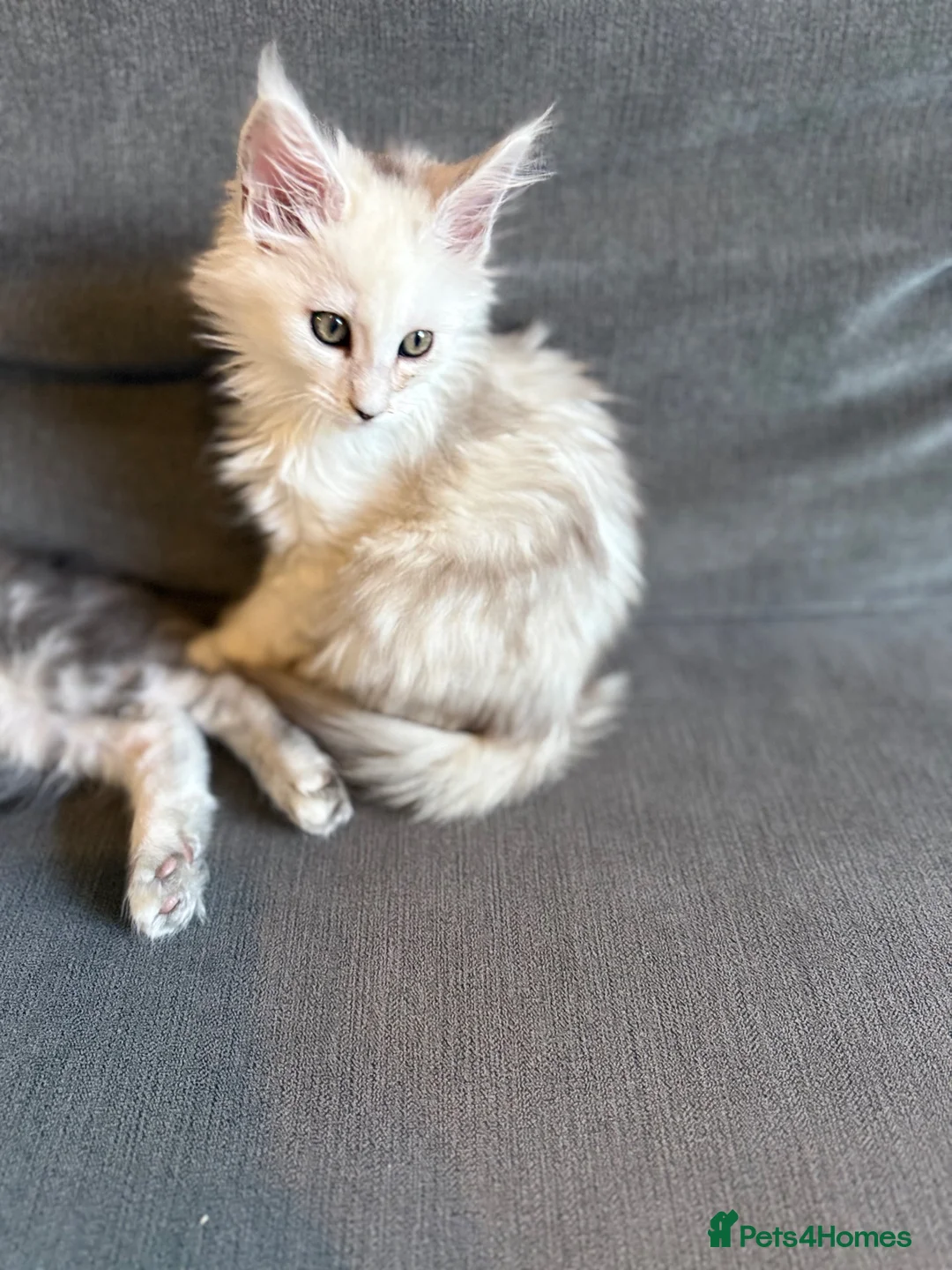 Maine Coon cats for sale: Moonshade Ivory  - Advert 6