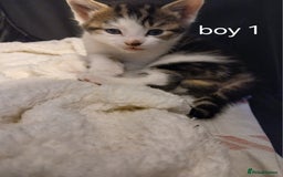 British Shorthair cats for sale: Gorgeous mixed breed kittens - Image 1