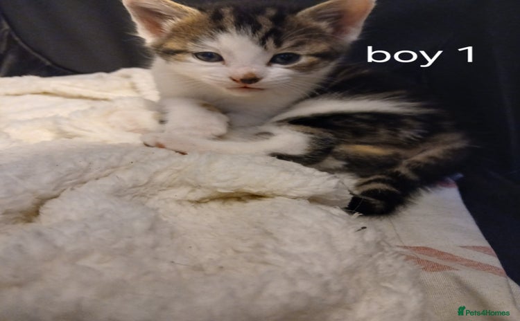 British Shorthair cats - Advert 8