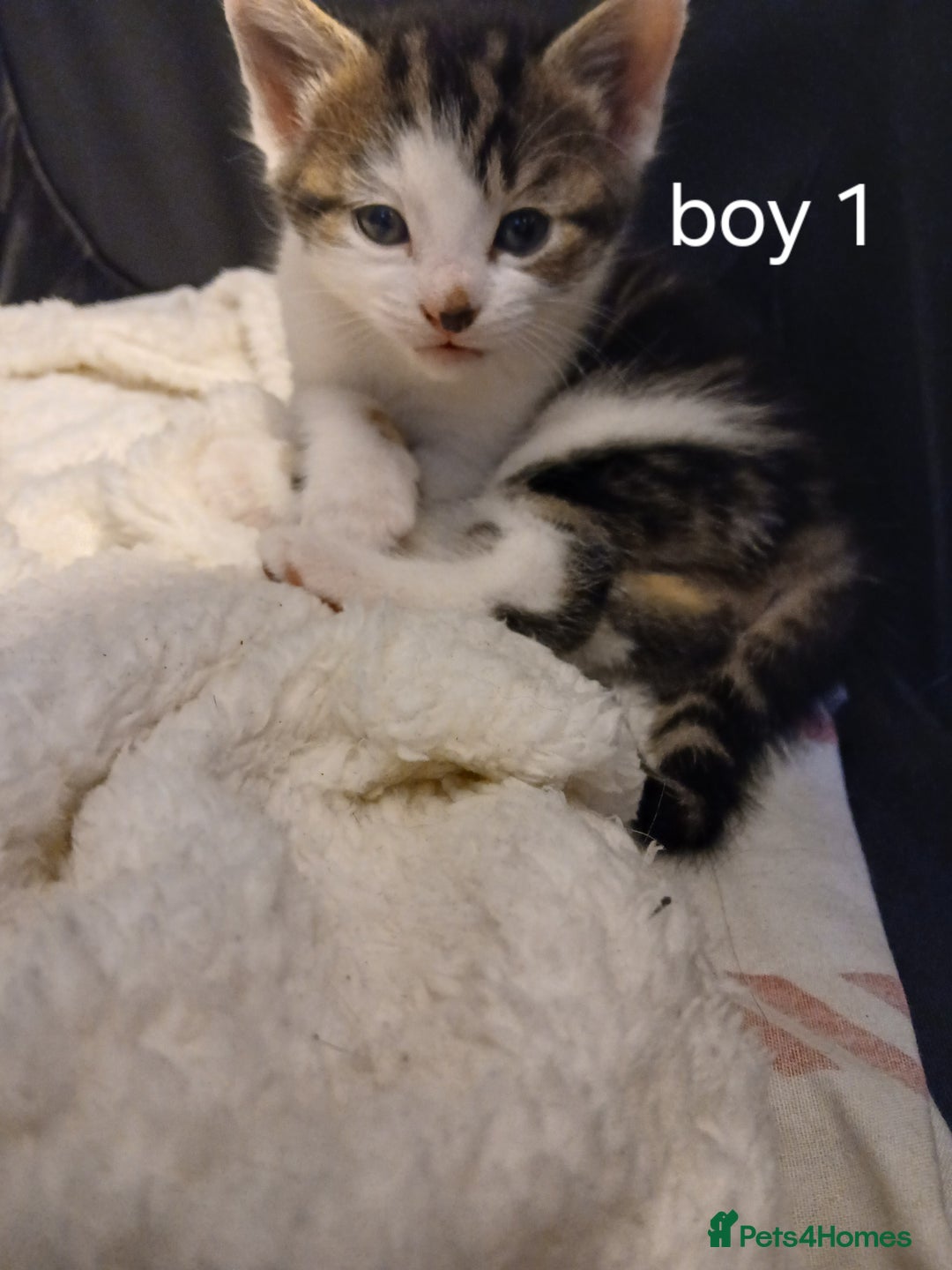 British Shorthair cats for sale: Gorgeous mixed breed kittens - Image 1