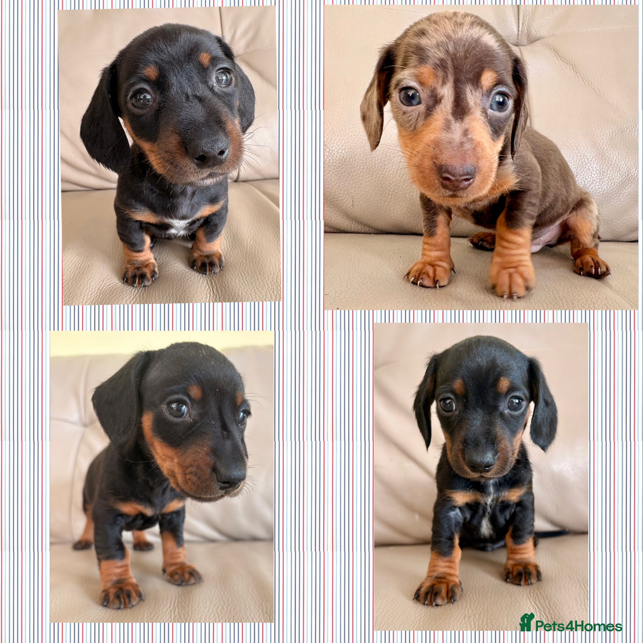 Miniature Dachshund dogs Cutie Beauty Miniature Dachshund Puppies - Advert 1