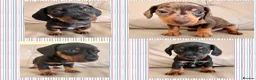 Miniature Dachshund dogs for sale: Last Girl & Boy - Miniature Dachshund Puppies - Advert 15