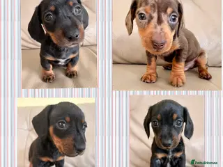 Miniature Dachshund dogs Cutie Beauty Miniature Dachshund Puppies - Advert 1