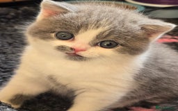 British Shorthair cats for sale: ONE GIRL LEFT GCCF reg BSH kittens - Image 20