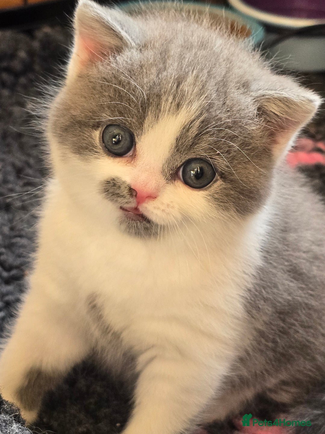 British Shorthair cats for sale: ONE GIRL LEFT GCCF reg BSH kittens - Image 20