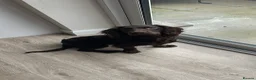 Cocker Spaniel dogs for sale: Jasper (cocker spaniel)  in Ferryhill - Advert 6