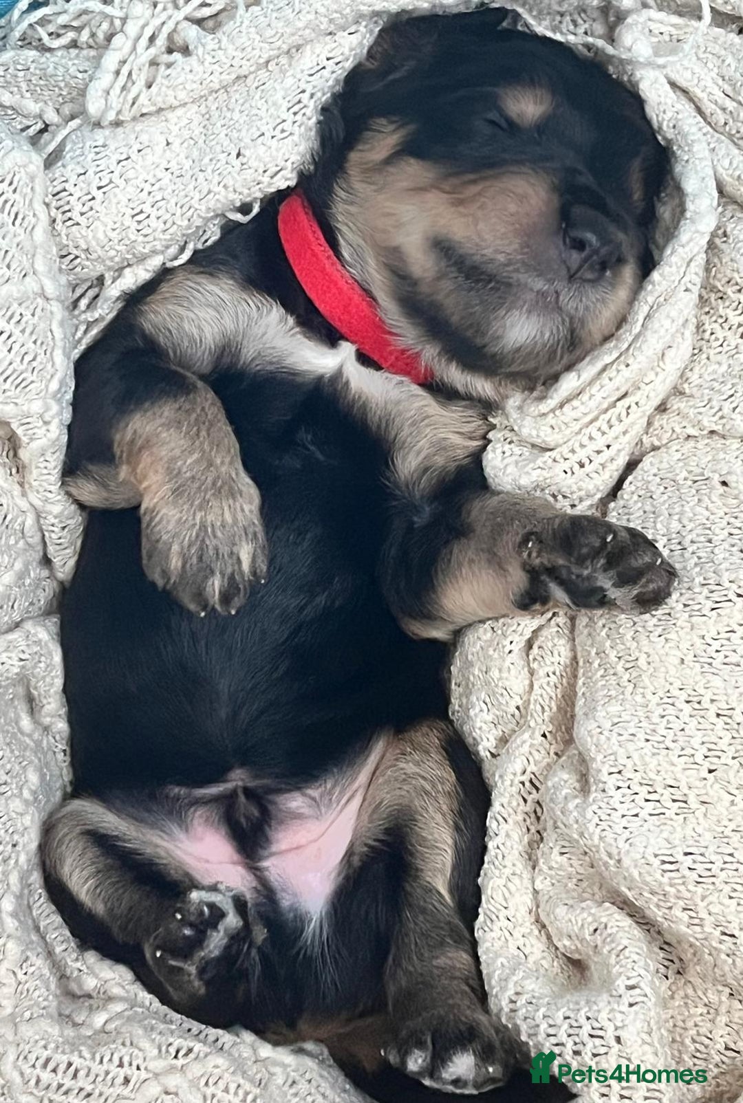 Bernedoodle dogs for sale: Exceptional F1 Bernedoodle Puppies - Advert 19