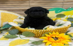 Toy Poodle dogs for sale: 🍇🐩 Last Girl Available 🐩🍇 - KC Toy Poodles 🐩✨ - Image 10