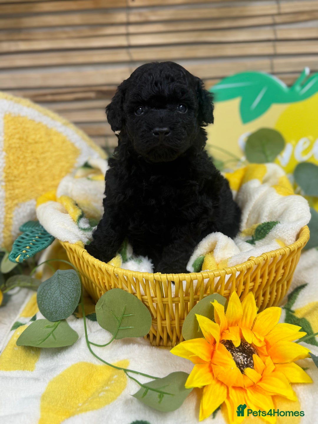 Toy Poodle dogs for sale: 🍇🐩 Last Girl Available 🐩🍇 - KC Toy Poodles 🐩✨ - Image 10