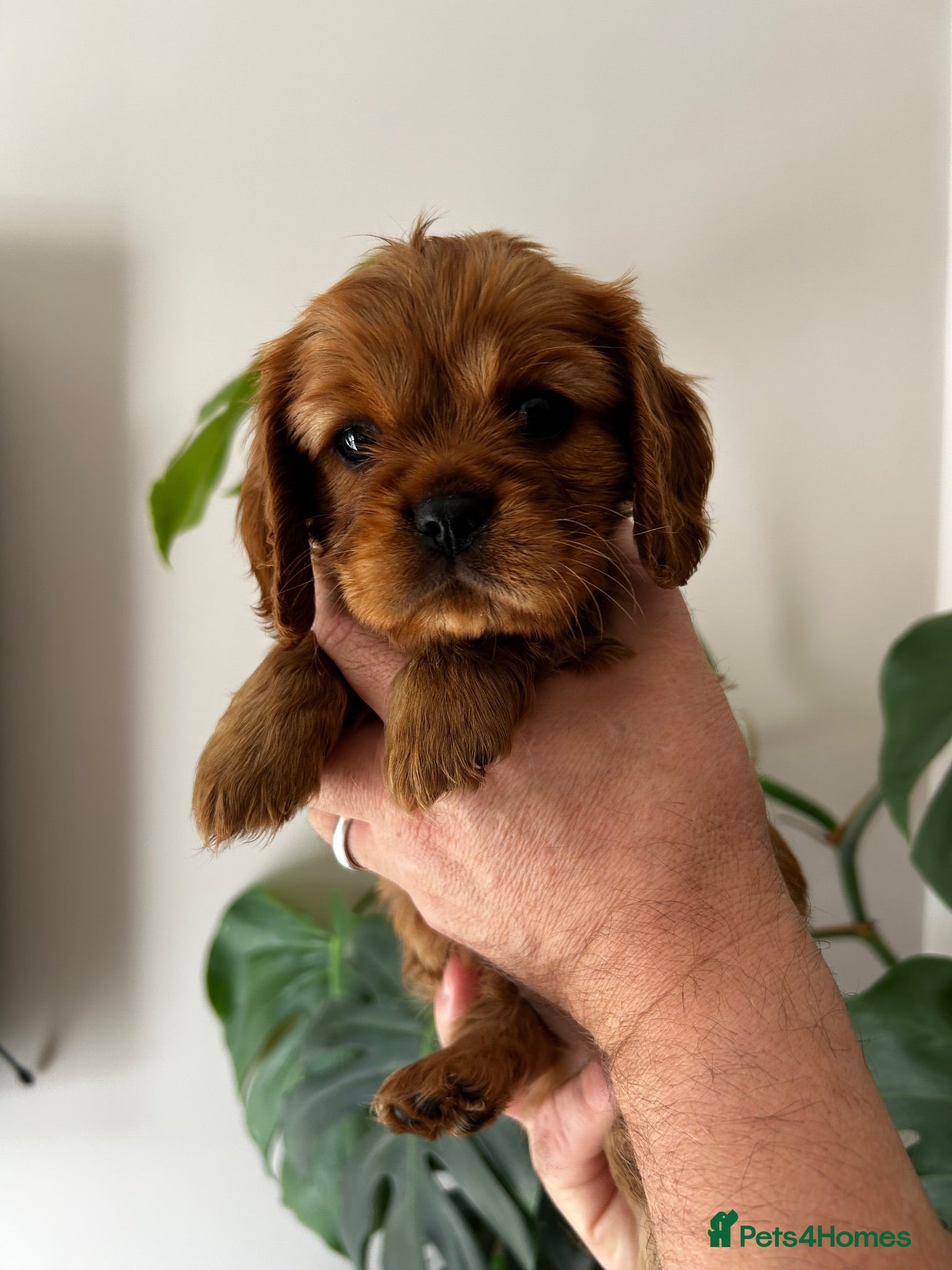 Cavalier King Charles Spaniel dogs KC Cavalier King Charles puppies  - Advert 2