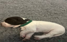 English Springer Spaniel dogs for sale: Adorable Springer Spaniel Puppies - Image 22