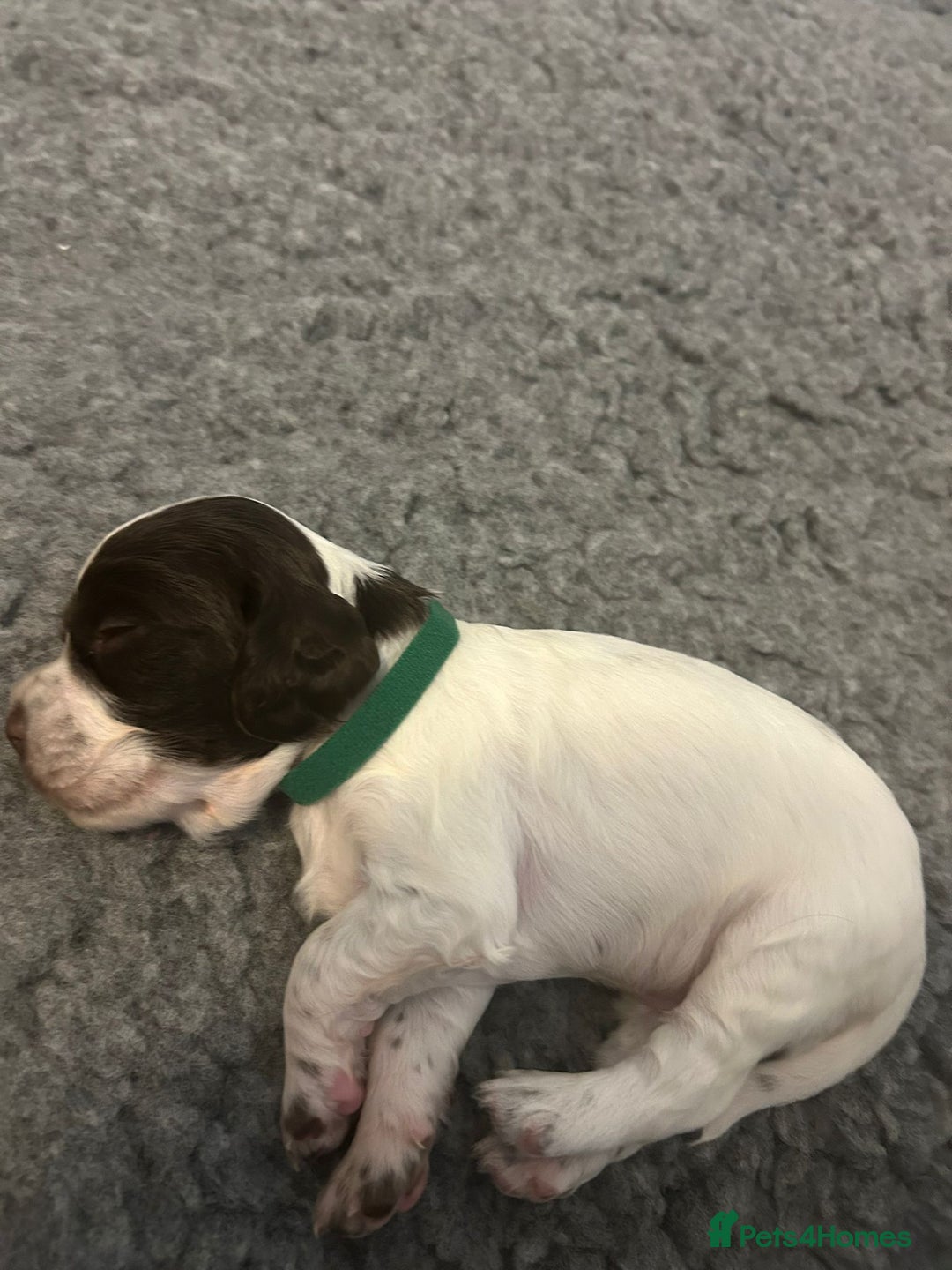 English Springer Spaniel dogs for sale: Adorable Springer Spaniel Puppies - Image 22