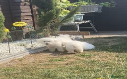 Bichon Frise dogs for sale: Bichon Frise Puppies  - Image 12
