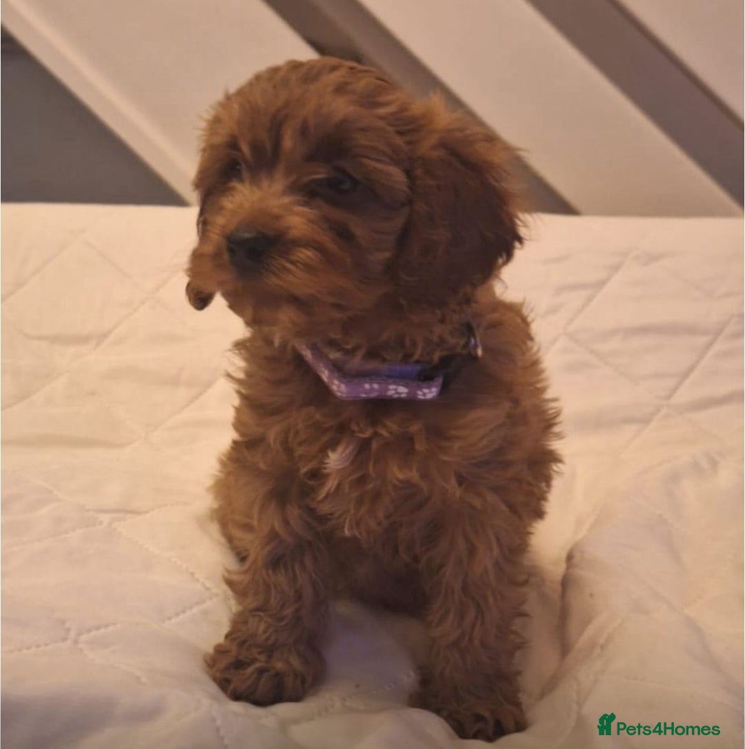 Cavapoo dogs for sale: Beautiful F1 Cavapoos - Advert 9