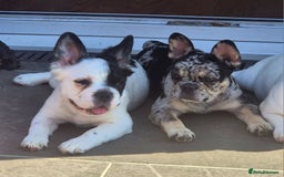 French Bulldog dogs for sale: Frenchy's stunning and ready to go - Image 7